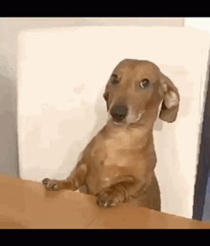 dog waiting gif